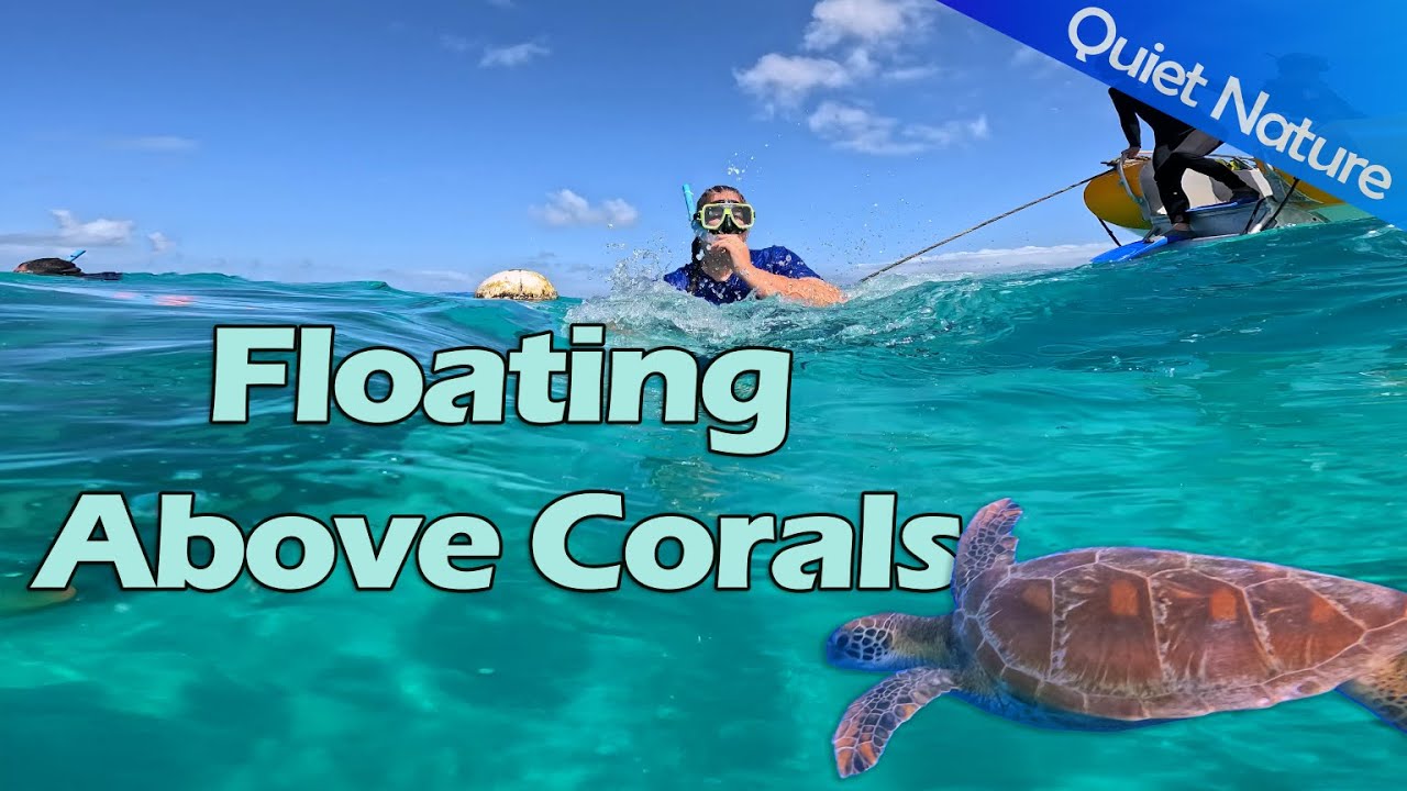 Floating Above Coral - Snorkeling the Great Barrier Reef, Australia