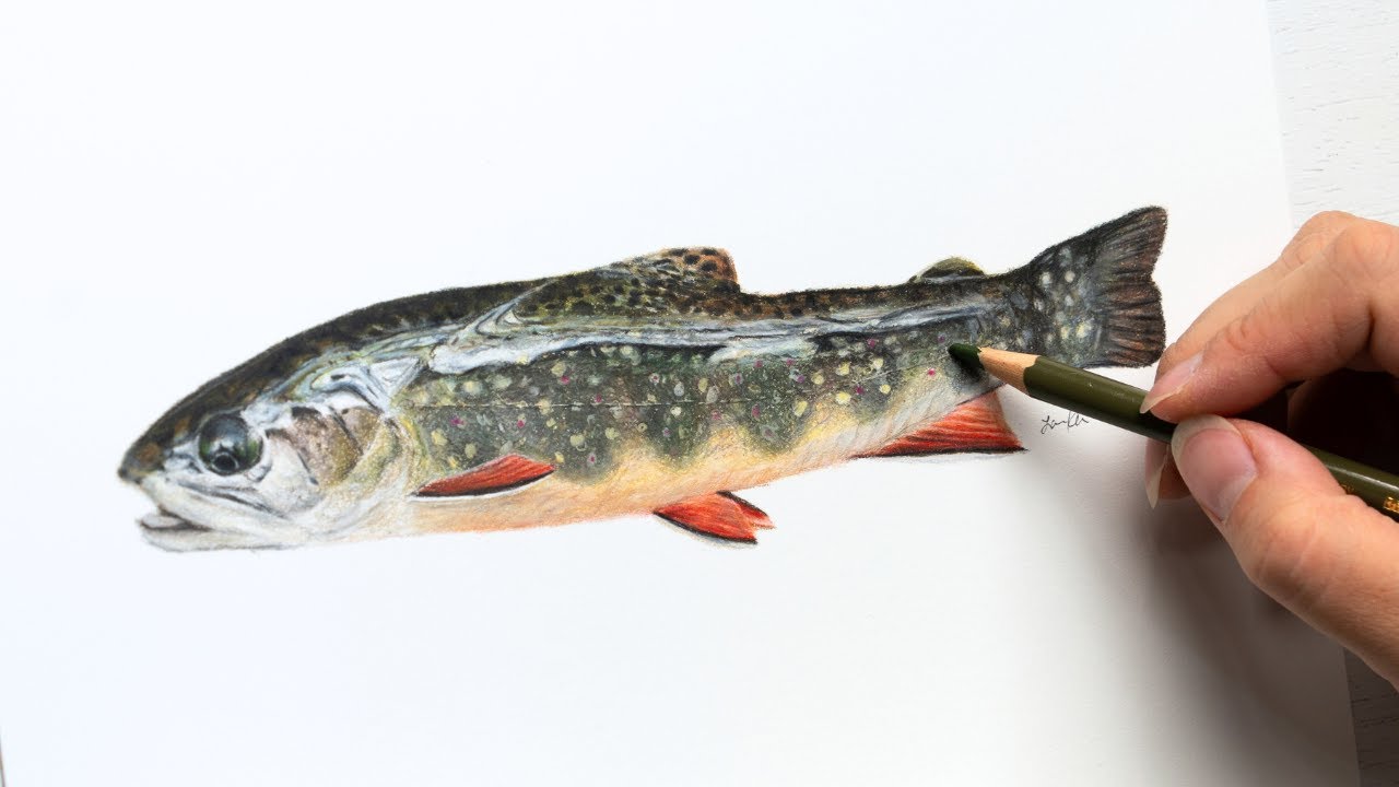 6 hours into 26 minutes | Trout drawing timelapse