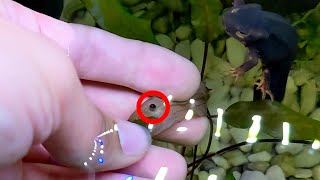 Newt Development: Sword-Tailed Newt Egg Collection and Care