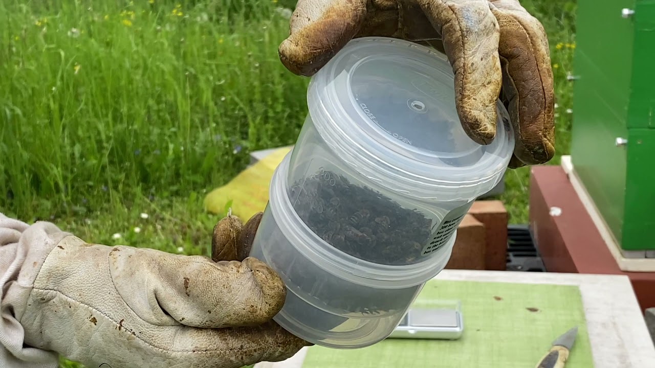 Monitoring varroázy narkotizací CO2