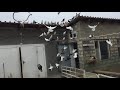 #Pigeons.Чужак вырвался от когтей сапсана и прилетел но следующий день.