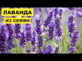 Лаванда из семян в домашних условиях