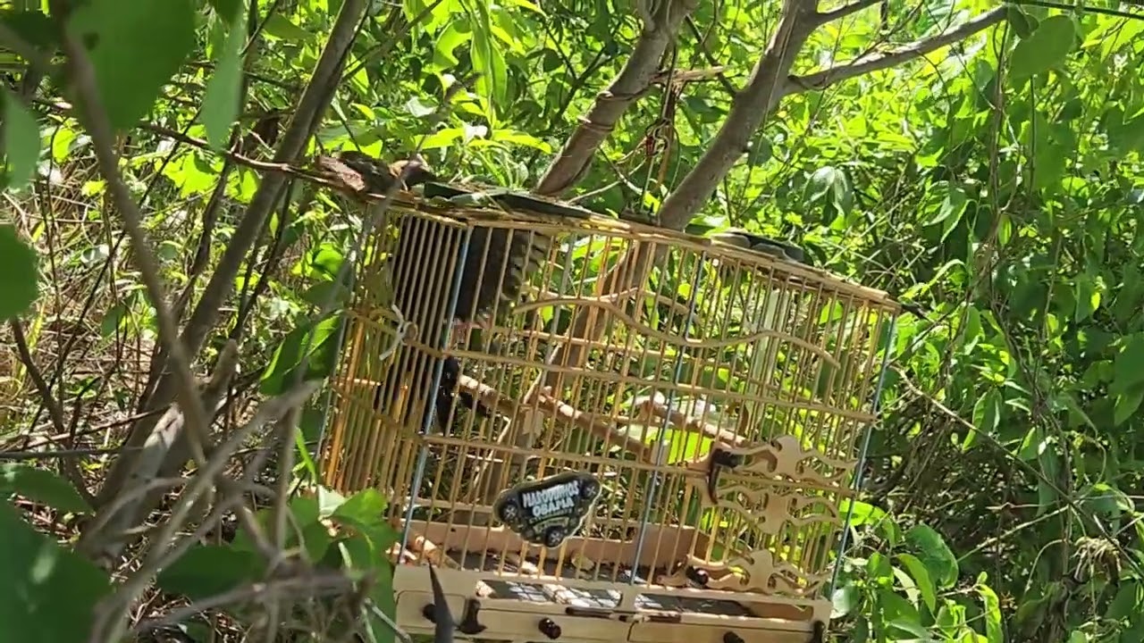 Az..Baianinho 24-02-2026 