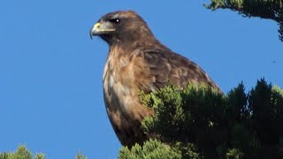 Crows mob and dive-bomb the Red-tailed Hawk
