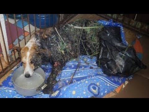 She fell into a death trap, and the owner saw it and just ran away!!!