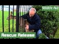 Wildlife Rescue - Feisty Deer Stuck Fast in Fence