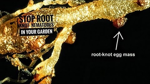 How to, STOP! Root Knot-Nematodes, In Your GARDEN