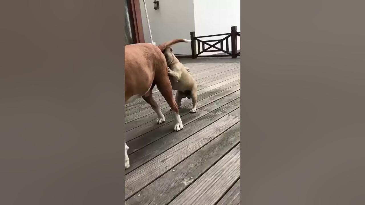 MUST WATCH DOG GIVE HEAD SEE WHAT HAPPENED NEXT YouTube