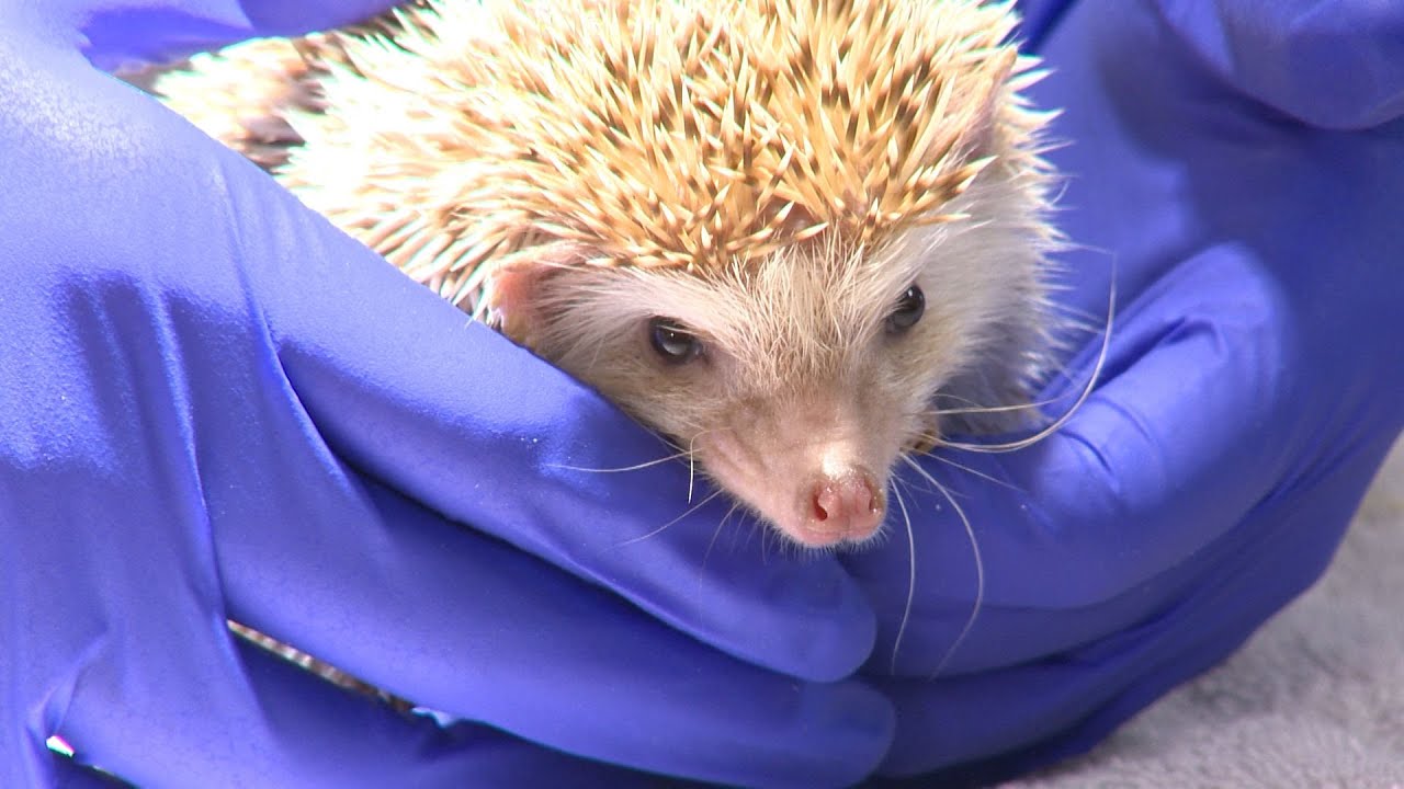 Behind the Wild Hedgehog Quarantine Exam
