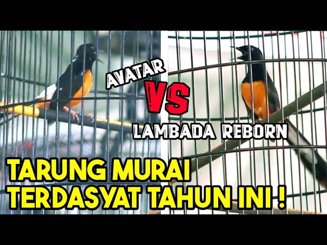 Avatar vs Lambada Reborn ‼️ Tarung Satu Panggung Murai Batu Top 1 Dunia.. 🔥🔥 class=