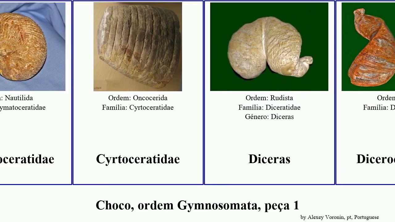 Choco, ordem Gymnosomata, peça 1 herpetopoma bifida nigra californica mollusca gigas mariae scabra