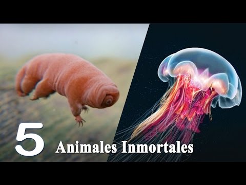 Vídeo: Criaturas Inmortales En La Naturaleza - Vista Alternativa