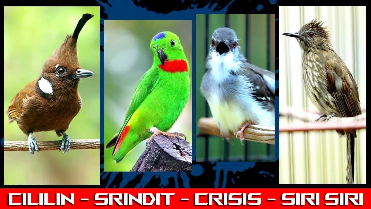 MASTERAN KOMBINASI CILILIN __ SRINDIT __ SIRI SIRI __ CIBLEK KRISTAL