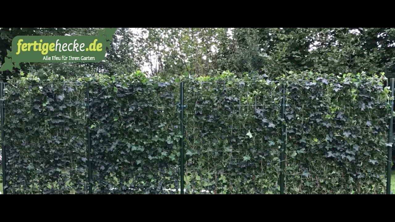 Efeu Hecke Hibernica 180 cm - 120 cm