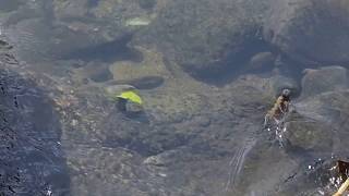 1070322坪林北勢溪魚道上方石賓