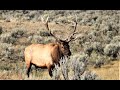 Enthusiastic Elk Rut Action in Grand Teton National Park