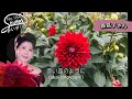 #154赤いダリア(森昌子さん) #演歌 #歌詞付 #ローマ字付 #music