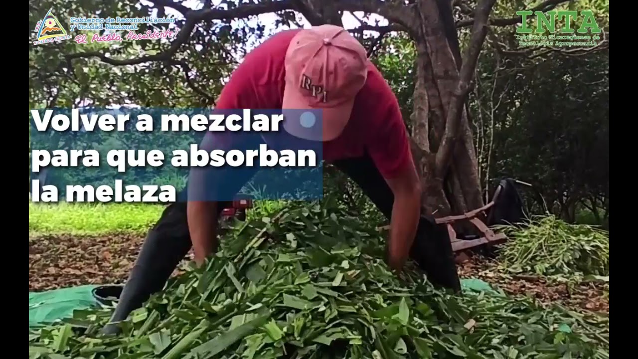 Concentrado para cerdos con pasto maralfalfa