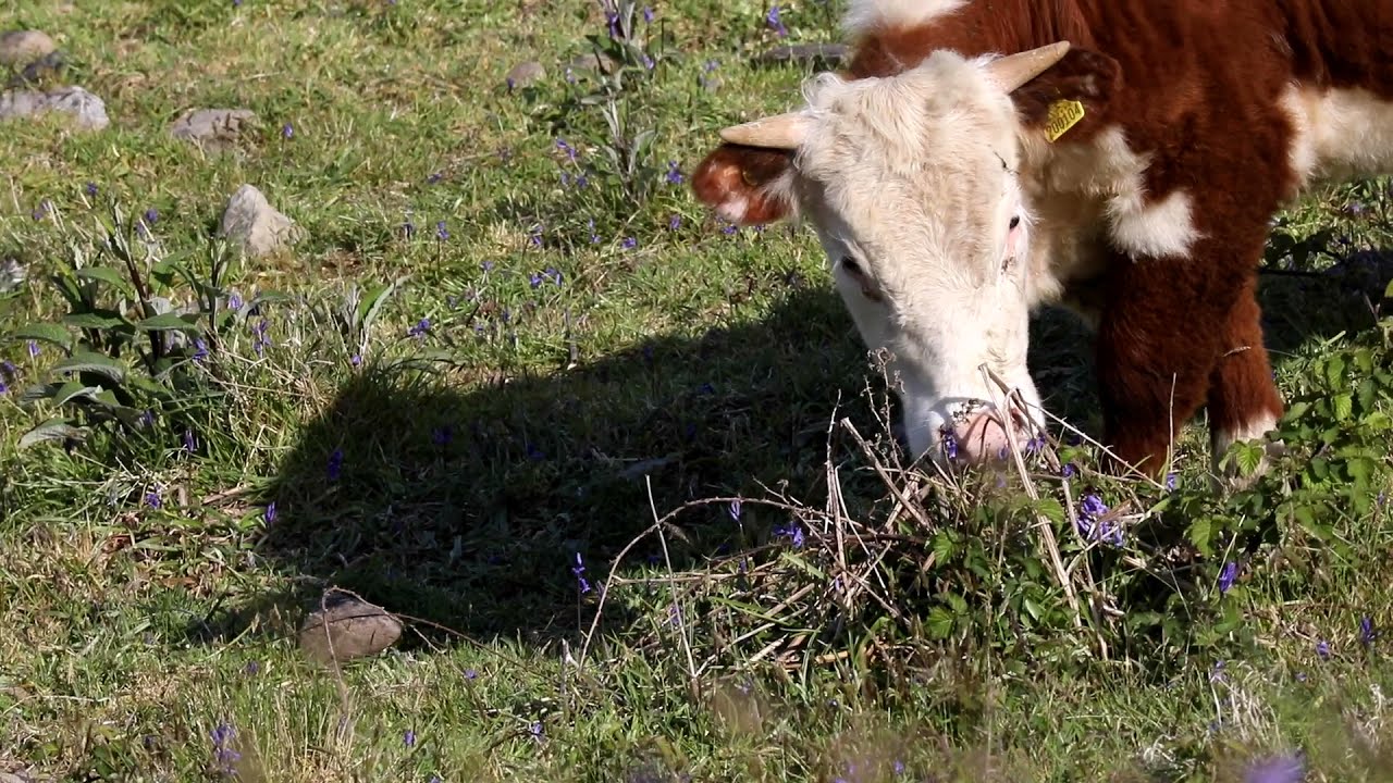 Coastal Connectivity - Llŷn Partnership