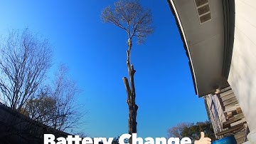 Tree Topping + Tree Rigging + GoPro + Climbing Arborist