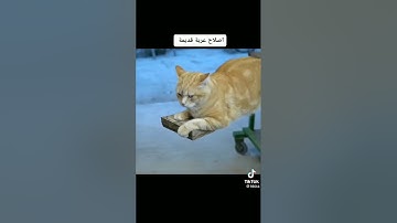 اللهم اجعل القرآن الكريم ربيع قلوبنا ونور صدورنا وجلاء احزاننا وذهاب همومنا 🤲🤲😇❤❤