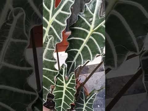 Vídeo: Houseplant Alocasia - Como cultivar uma planta de máscara africana de interior