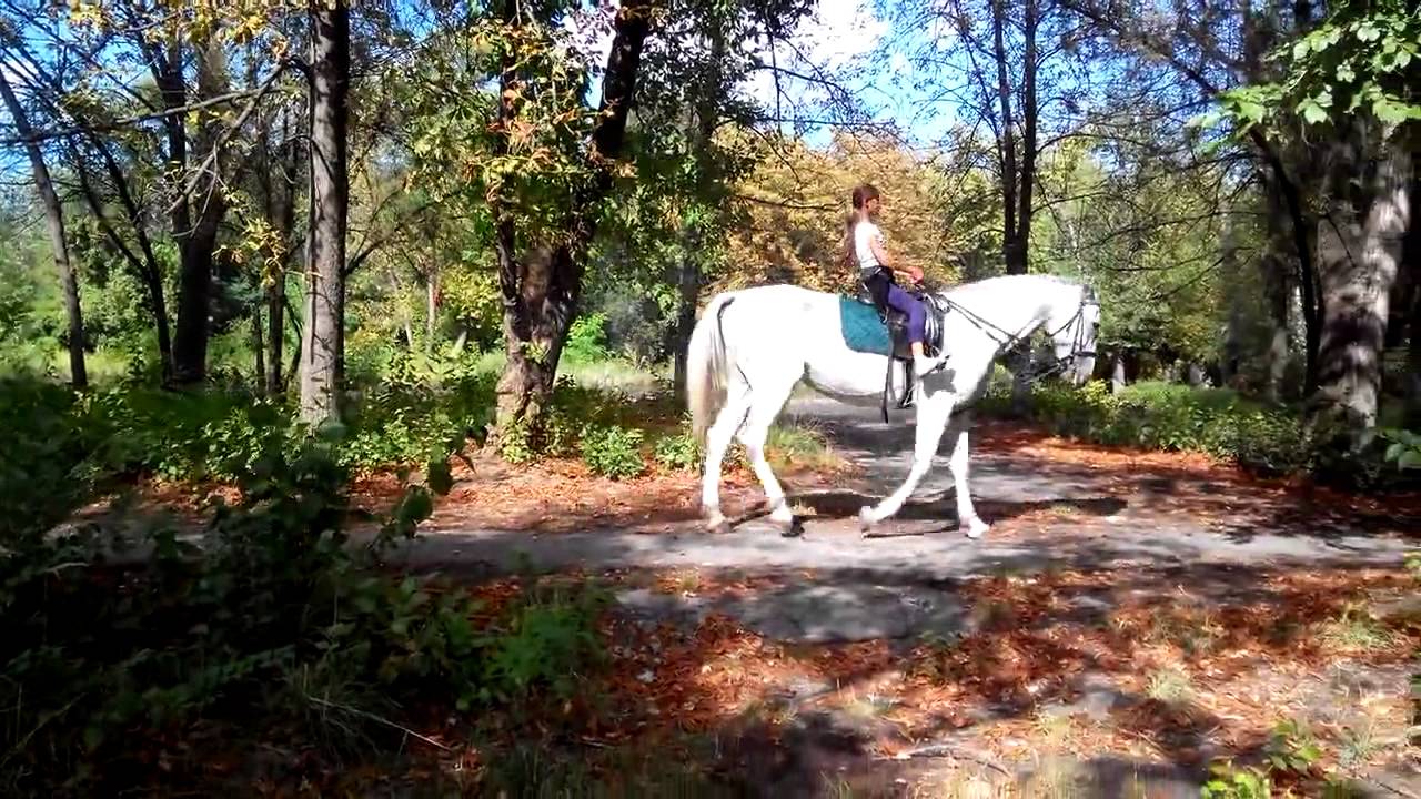 Конный клуб феррари хабаровск