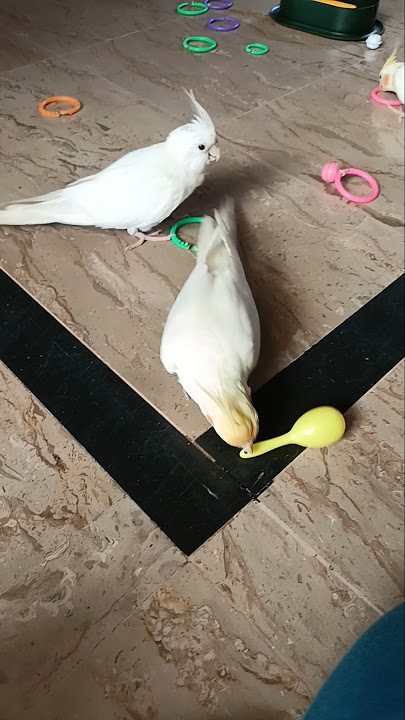 Playtime 🥰🦜 #cutepets #cockatielscraze