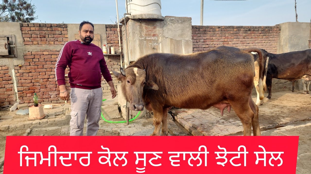 8760988000 ਜਿਮੀਦਾਰ ਕੋਲ ਬੂਰੀ ਝੋਟੀ ਸੇਲ 
