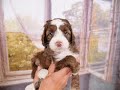 Labradoodle Puppies at 5 Weeks Old