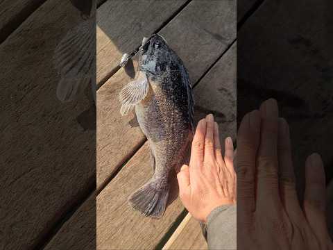 괴물 우럭이 나왔어 와후  대일수산좌대 #fishing #갑오징어 #낚시 #fishingvideos #뉴스 #주꾸미 #shorts #AI