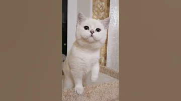 Шотландская прямоухая. Окрас шиншилла колор пойнт