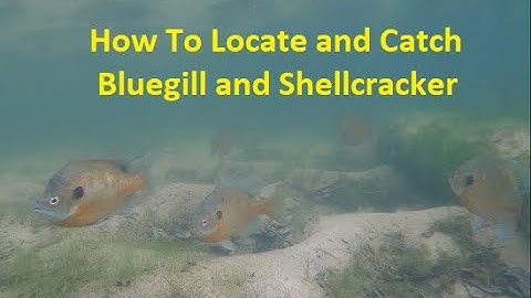 How to find and catch loads of bluegill and shellcrackers.  #breamfishing