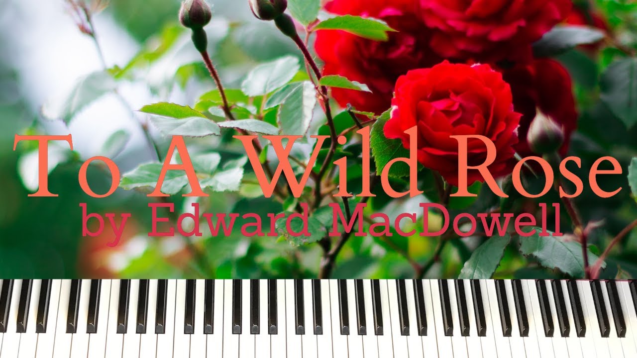 To a Wild Rose for piano solo || Edward MacDowell To a Wild Rose for piano solo || Edward MacDowell