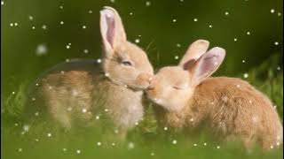 Dj Cute Rabbit Vs Dj Inddo Slebeww 03