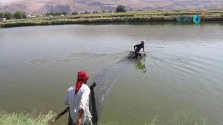 مزارع الأسماك نشاط اقتصادي تميزت به منطقة الغاب بريف حماة مهدد بالتوقف
