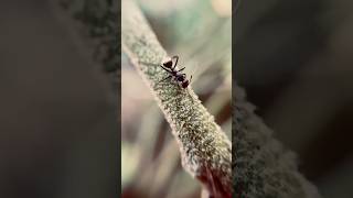 A Black Ant On A Tree tiny World Big Details 