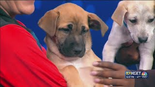 Pet of the Week: Tulip and Lily