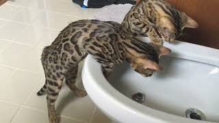 Bengal Cats Playing with Bidet Water