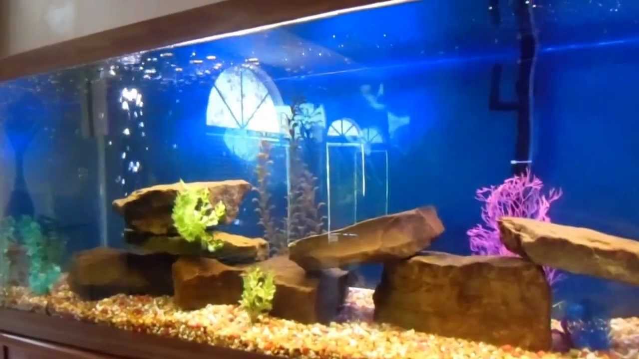 200 Gallon Cichlid Aquarium Fish Tank YouTube