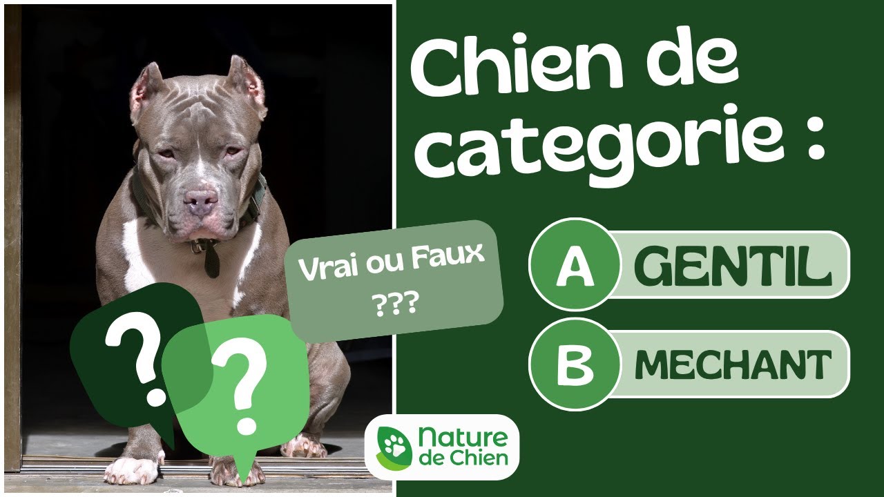 Vrai Faux Chiens De Categories Chien Mechant Youtube Vrai Faux Chiens De Categories Chien Mechant Youtube