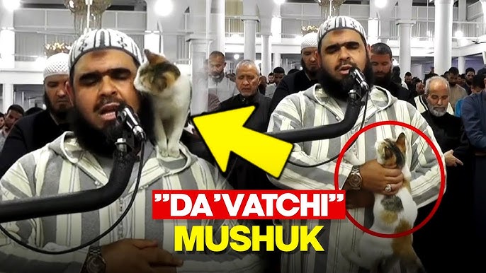 Ayol mushuklarining yaqindan olingan fotosuratlari Qisqa jinsiy aloqa va kulgili