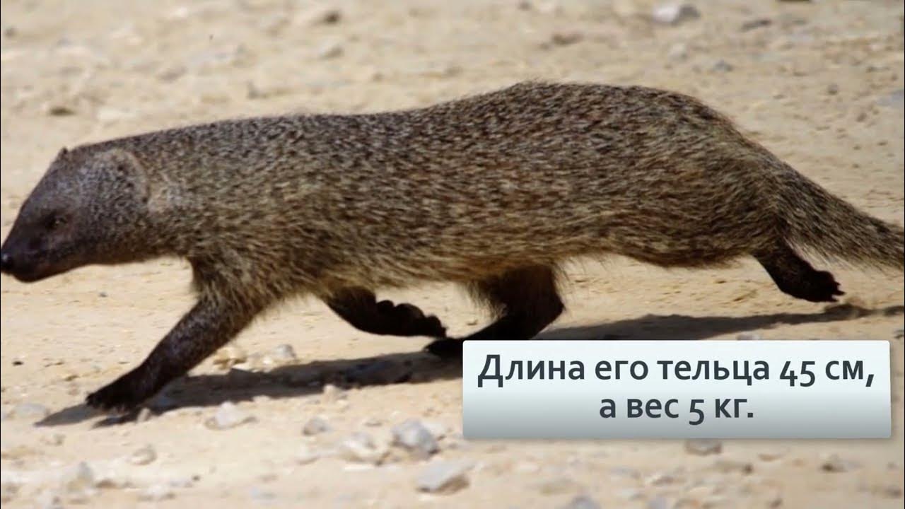 Мангуст в Израиле
