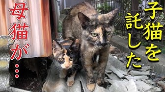 猫虐待 Youtube 猫虐待 Youtube