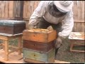 Улей Удав  Технология пчеловождения
