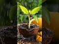 From Tiny Seed to Giant Mango Tree 🥭 Incredible Growing Process! #mango #farming #asmr #shorts