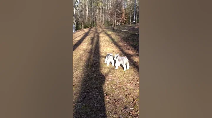 Schnauzer dance