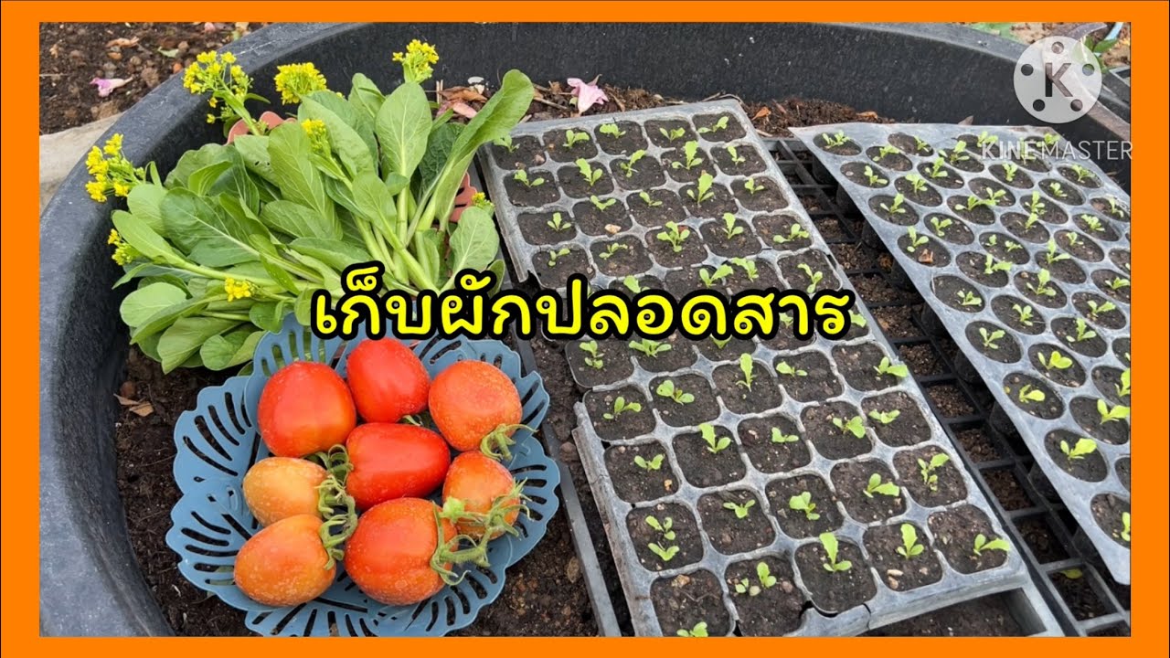 เก็บผักปลอดสาร ลุยงานต่อเทปูนที่บ้านสวน🪴❤️🪴