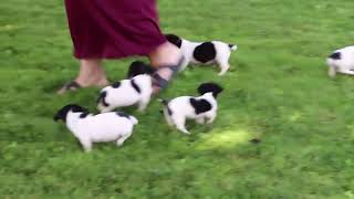 Jack Russell Terrier Puppies For Sale @greenfieldpuppies