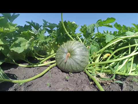 Videó: Luffa tök növény – Tippek a luffa növények termesztéséhez